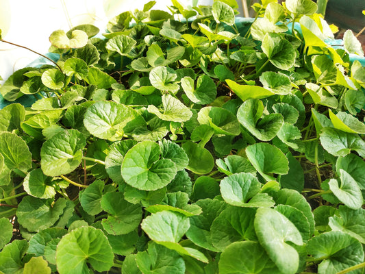 Centella asiatica, the plant behind cica in Korean skincare
