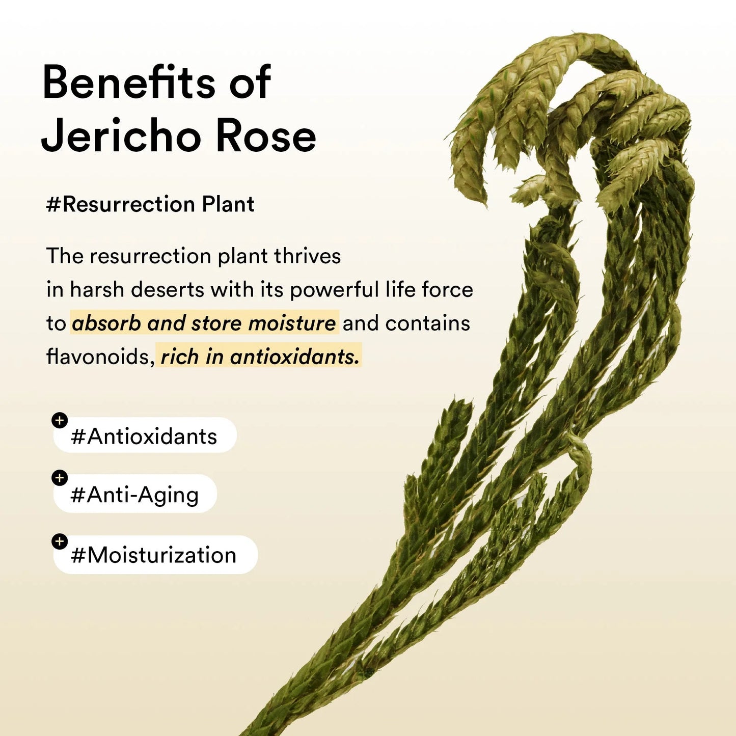 Abib Collagen Eye Patch Jericho Rose Jelly 60 patches